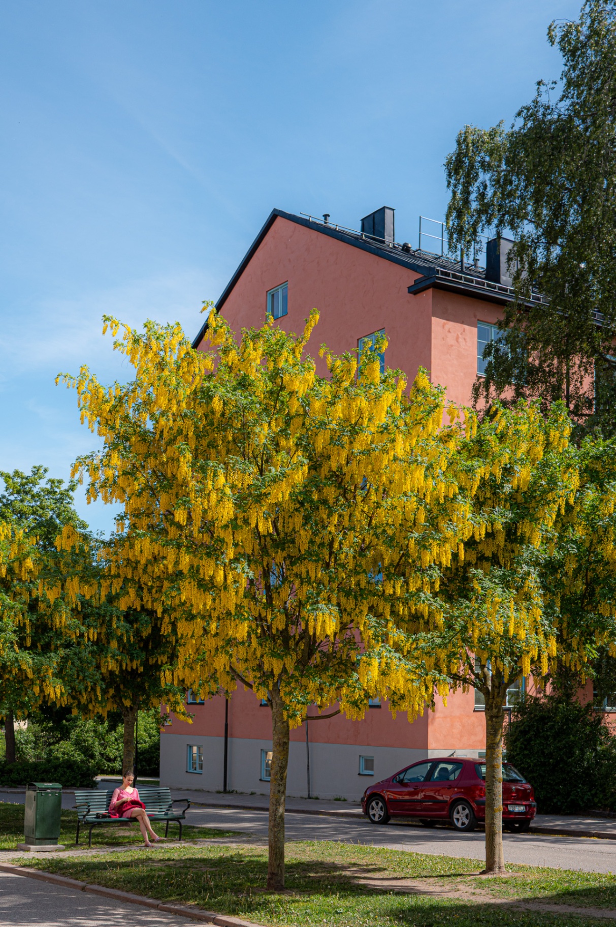 Gullregn framför rosa hus